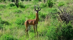 Која е карактеристиката на антилопе гернец?